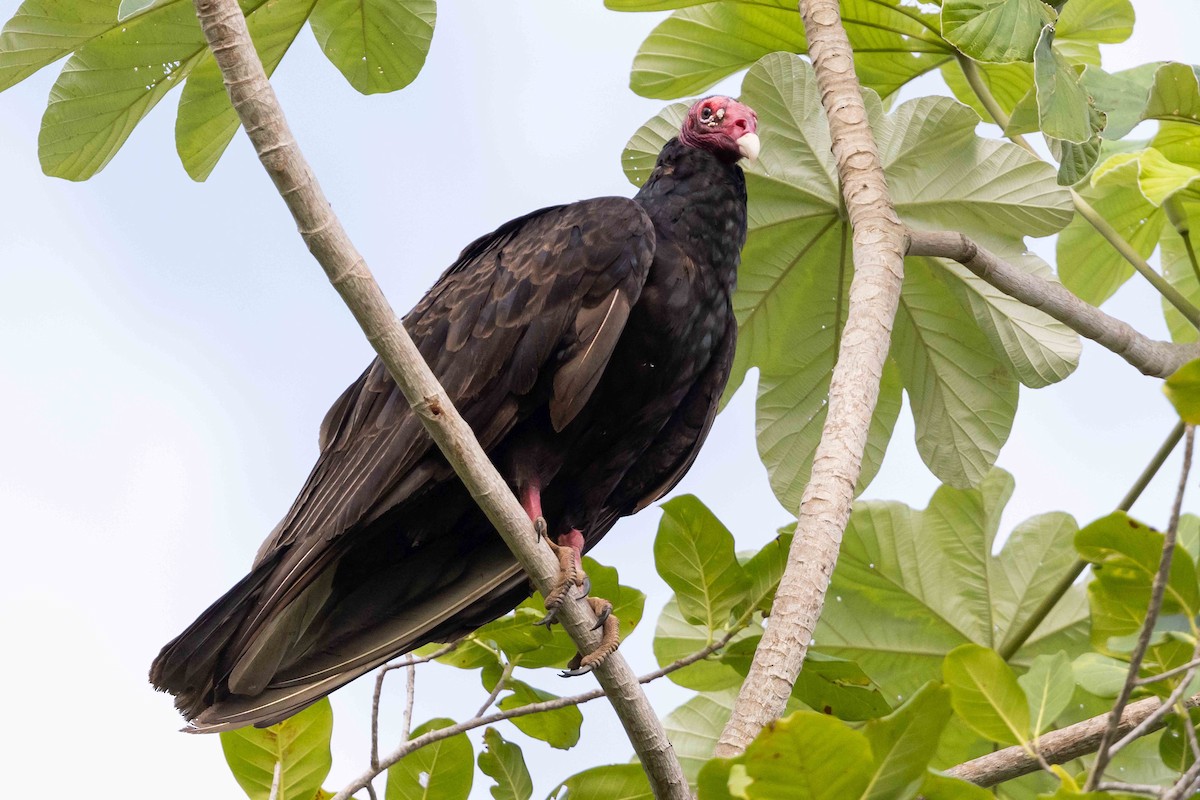 Turkey Vulture - ML618422190