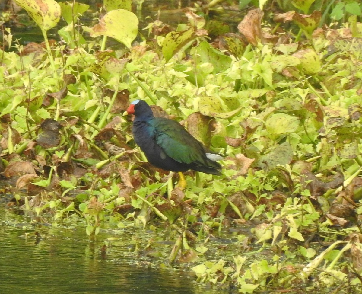 Purple Gallinule - T B