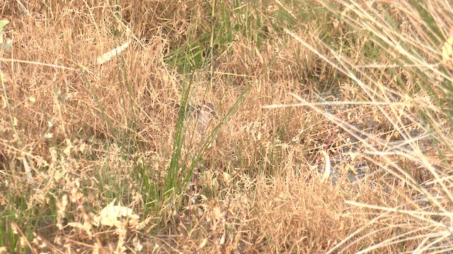 Buff-banded Rail - ML618422197