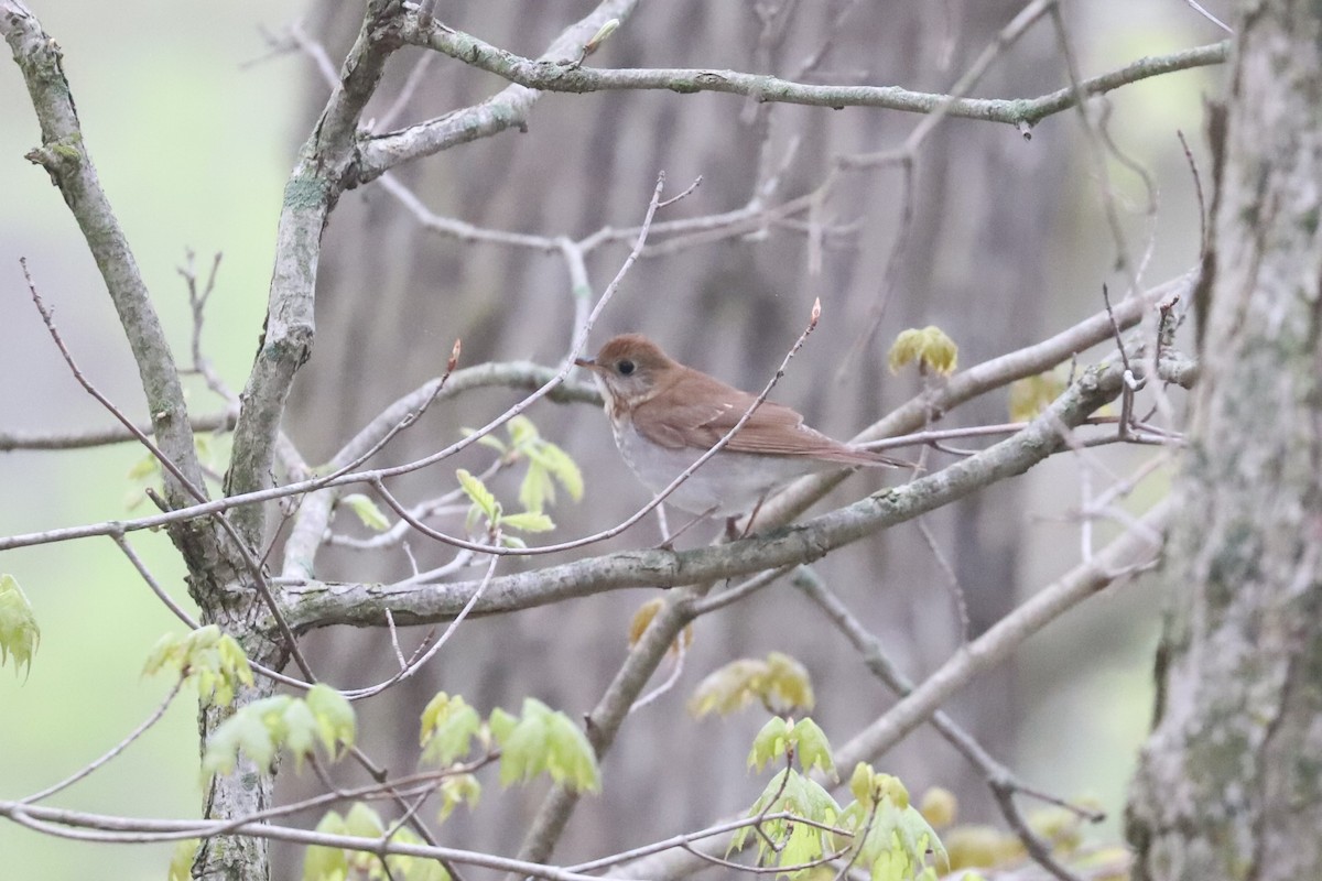 Weidenmusendrossel - ML618422199