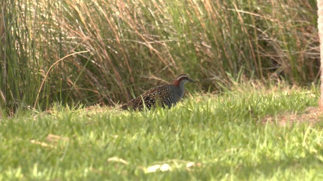 Buff-banded Rail - ML618422201