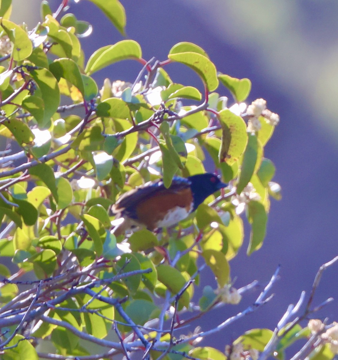 Spotted Towhee - Carolyn Thiele