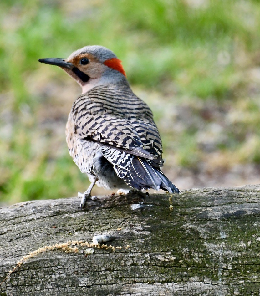 Northern Flicker - ML618422238