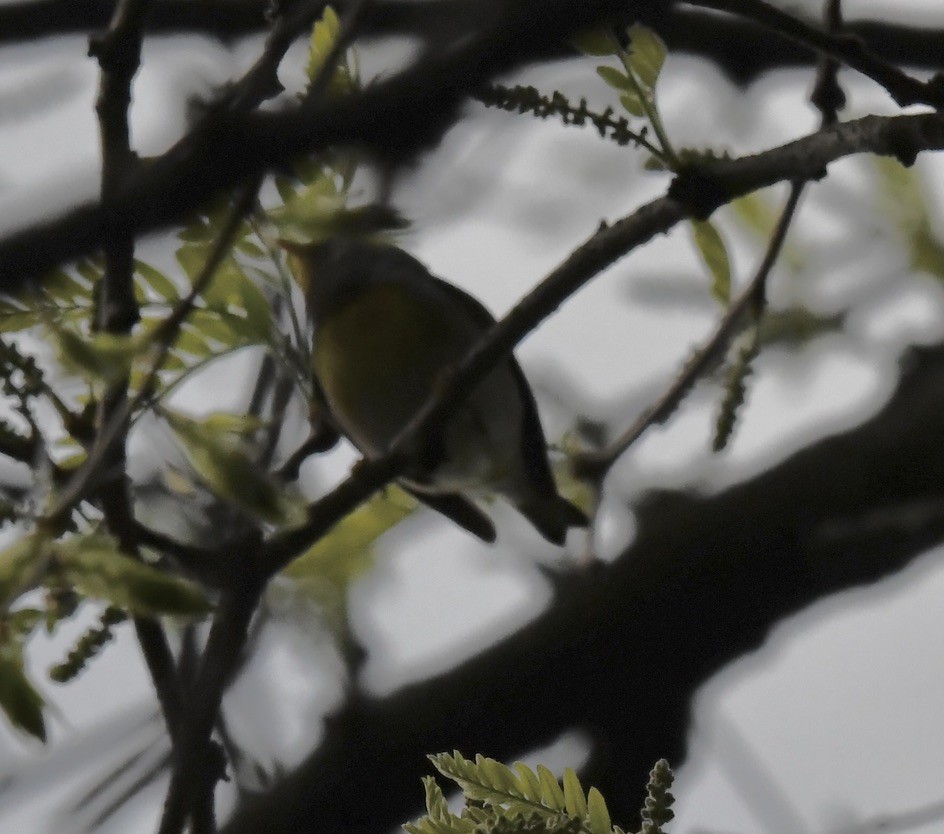 Northern Parula - ML618422269