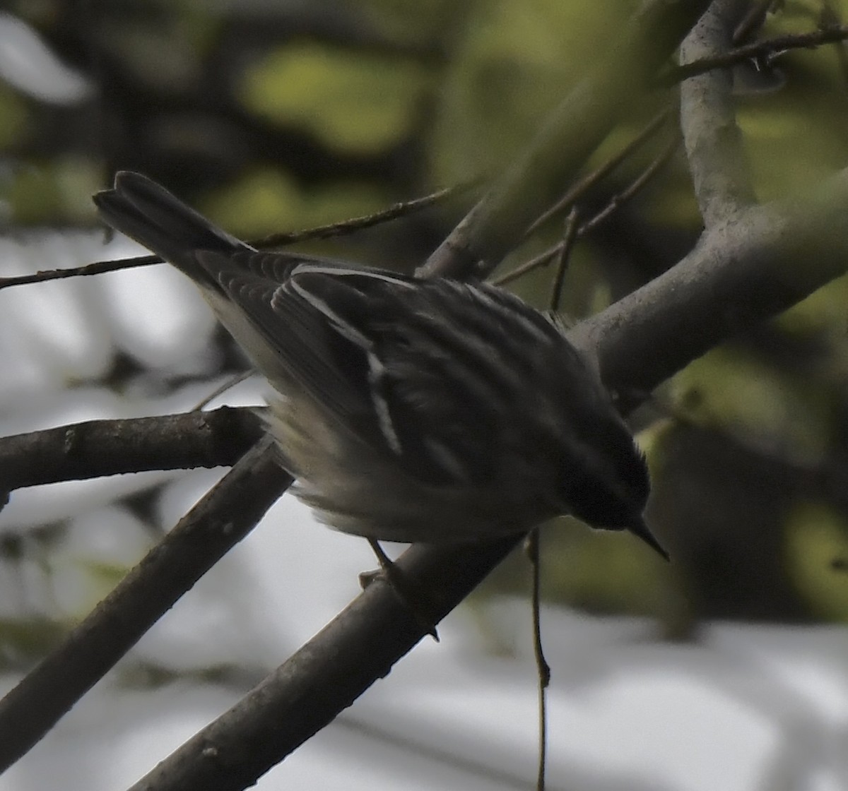 Black-and-white Warbler - ML618422279