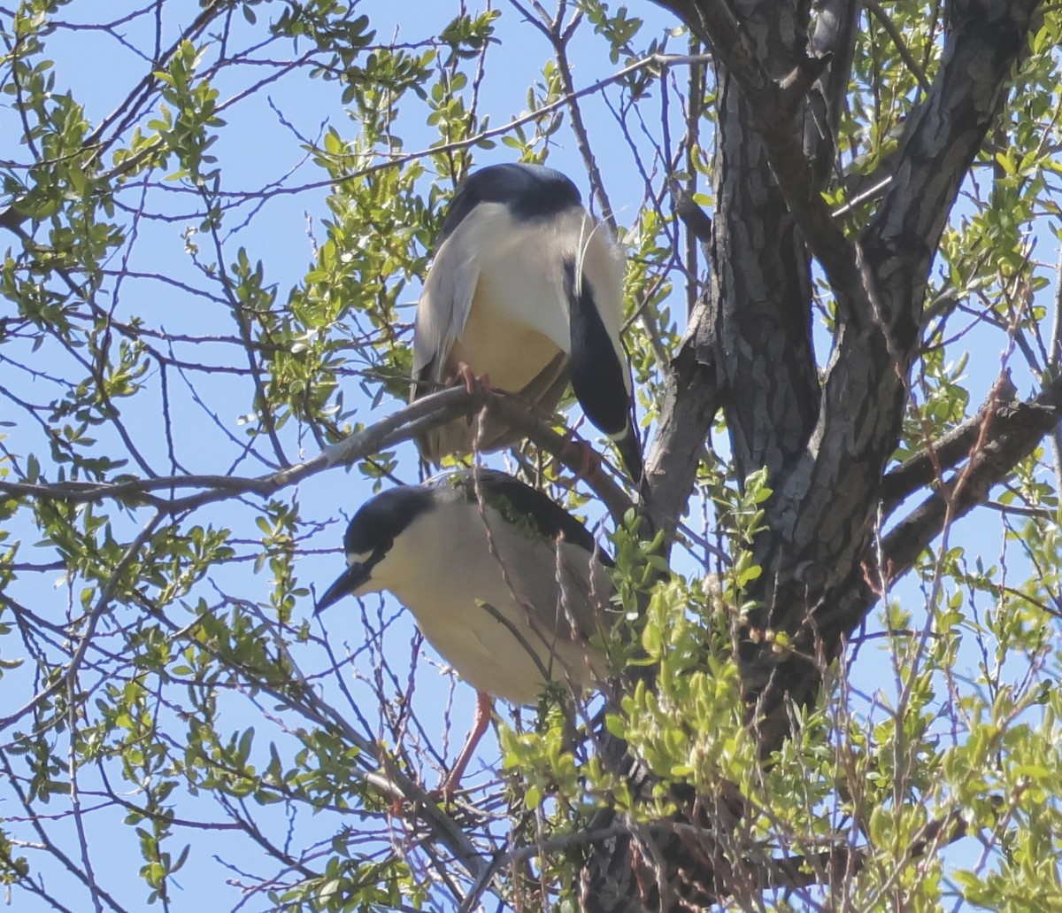 Black-crowned Night Heron - ML618422285