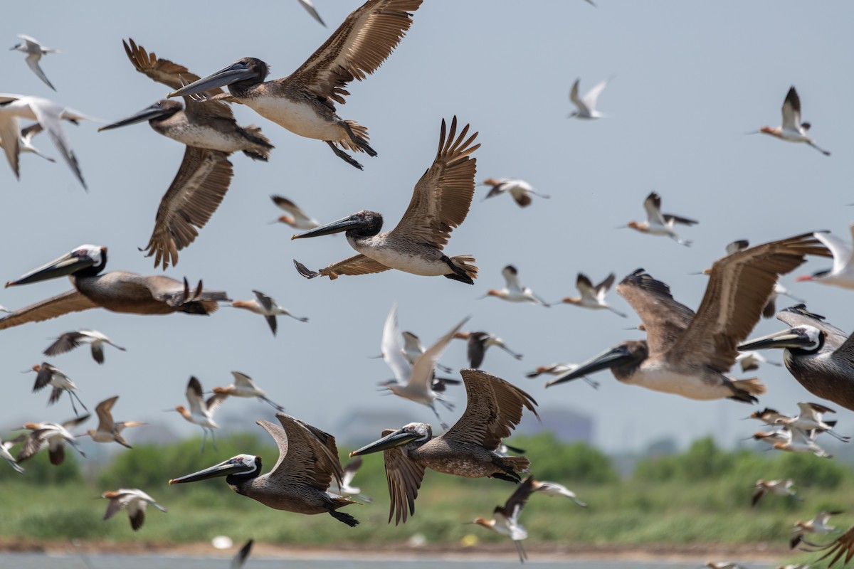 Brown Pelican - ML618422302