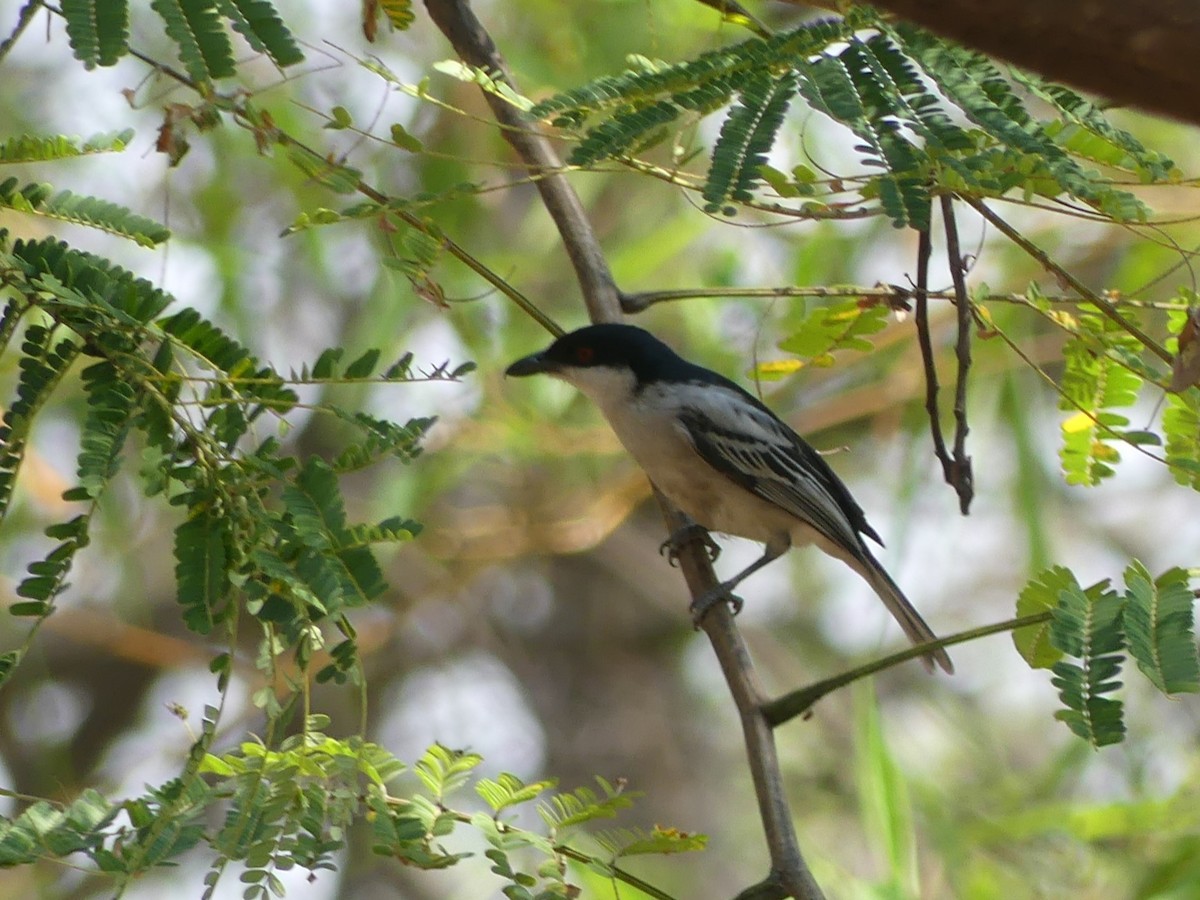 Black-backed Puffback - ML618422315