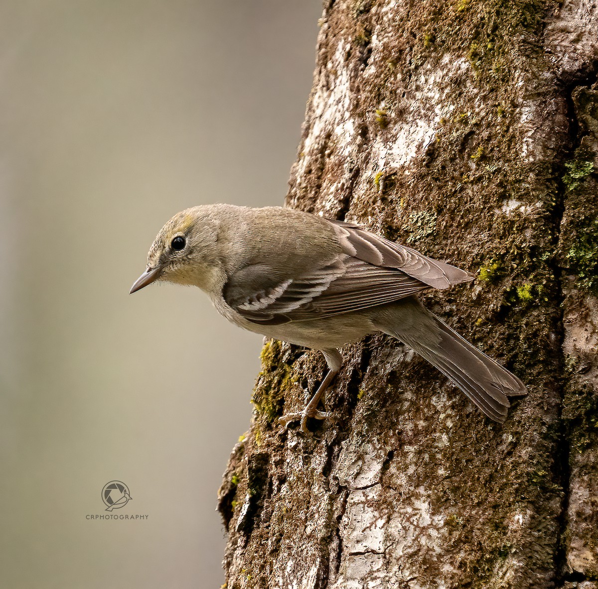 furuparula - ML618422378