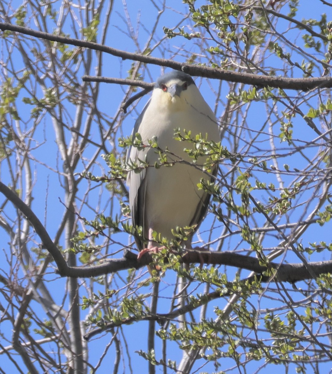 Black-crowned Night Heron - ML618422416