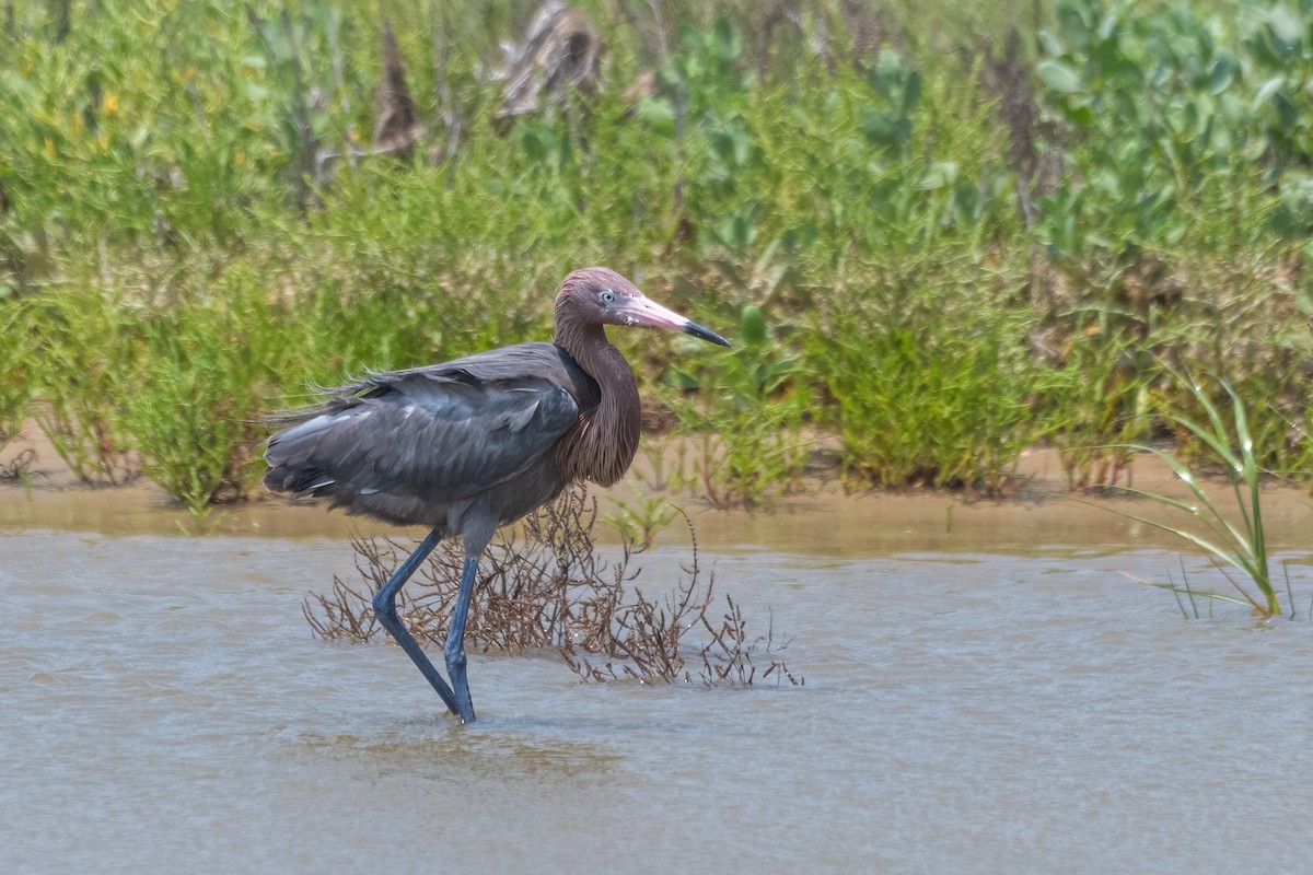Reddish Egret - ML618422444
