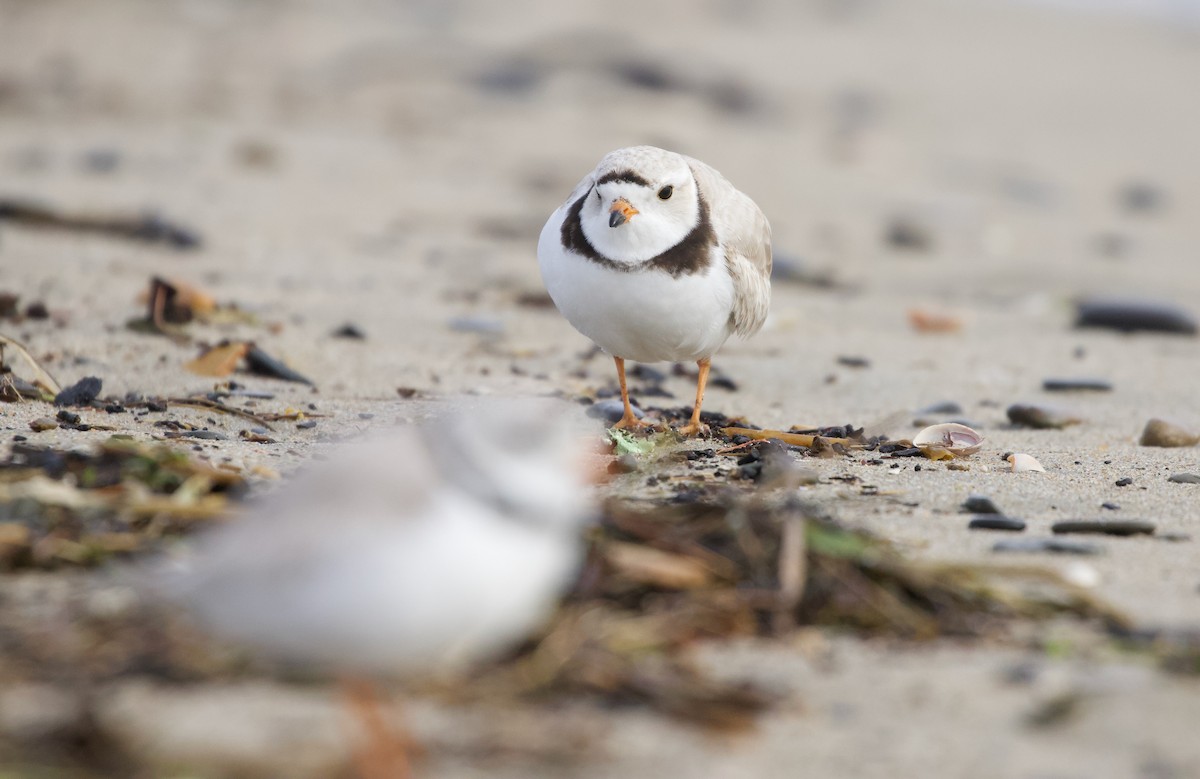 Piping Plover - Will Sweet