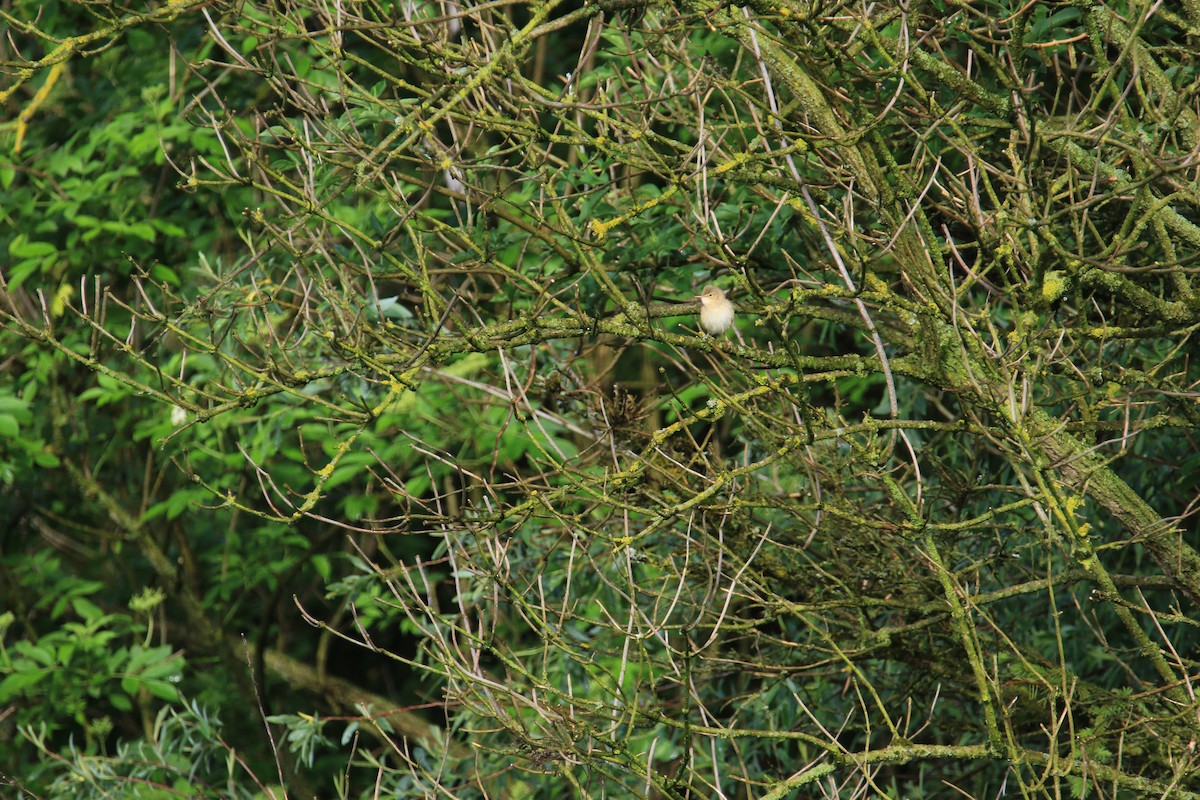 Marsh Warbler - Kuang-Ping Yu