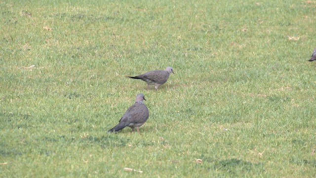 Spotted Dove - ML618422481