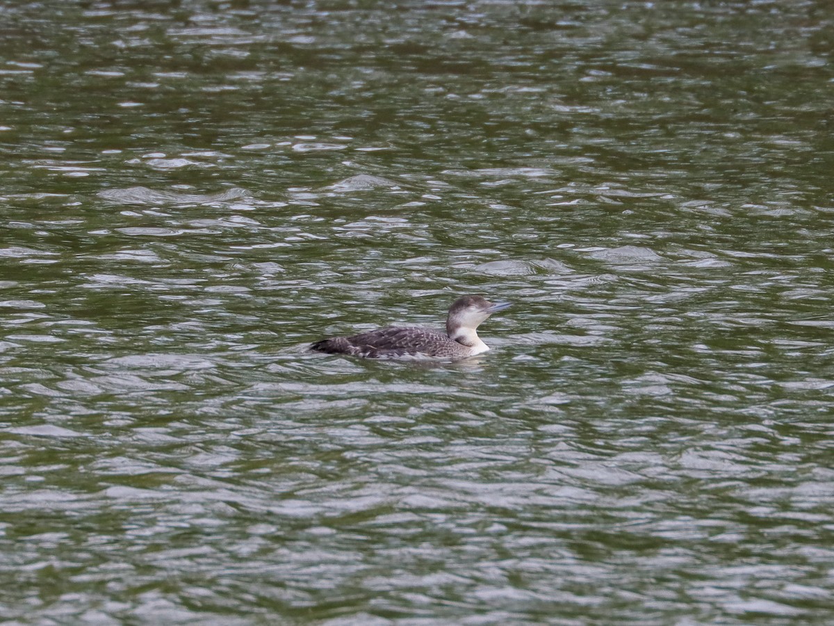 Common Loon - ML618422497