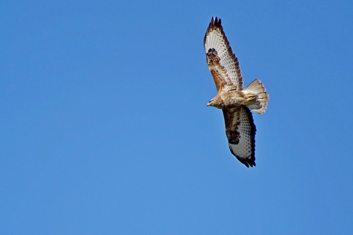 Common Buzzard - ML618422498