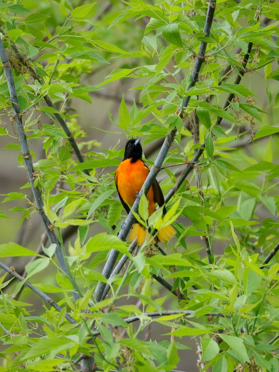 Baltimore Oriole - ML618422503