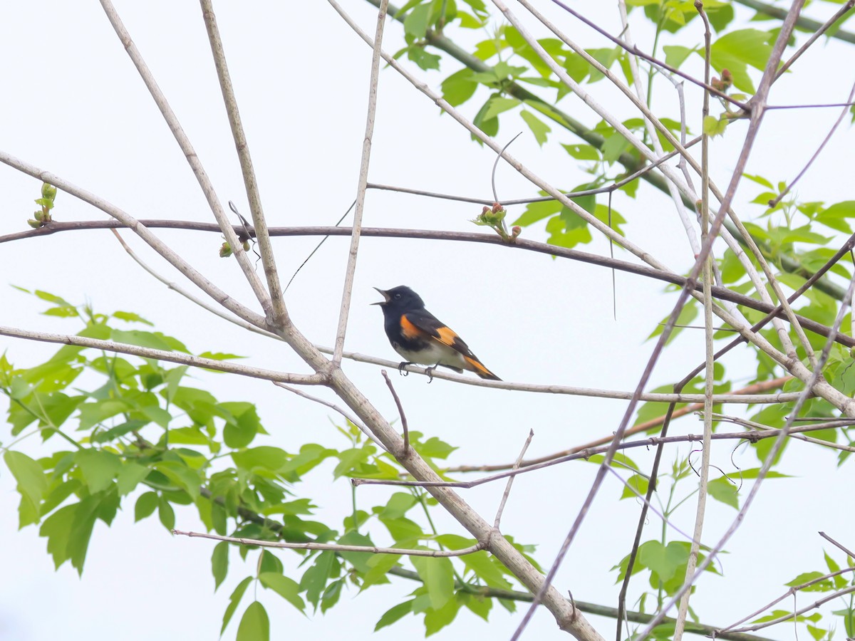 American Redstart - ML618422505