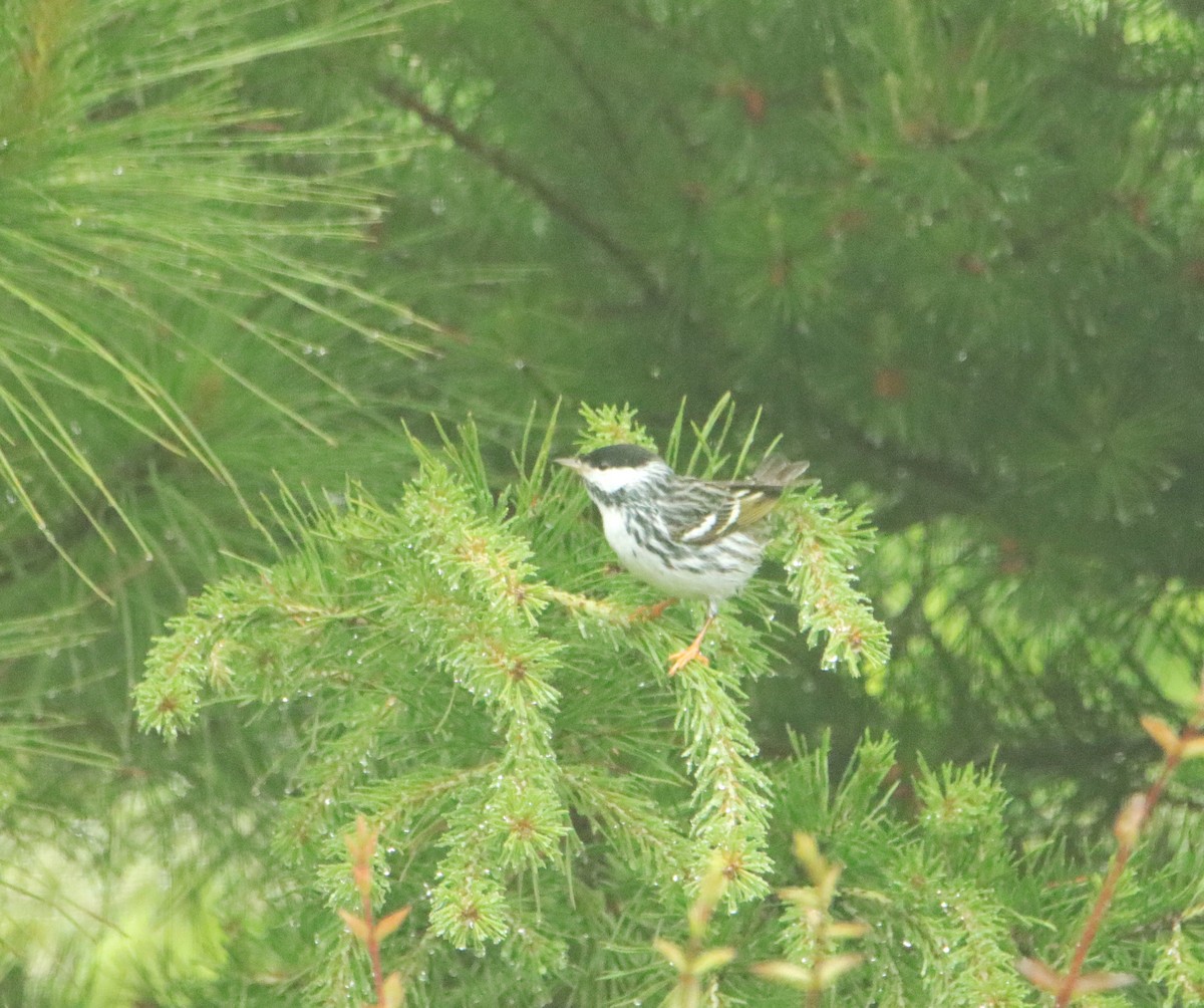 Blackpoll Warbler - Mary Erickson