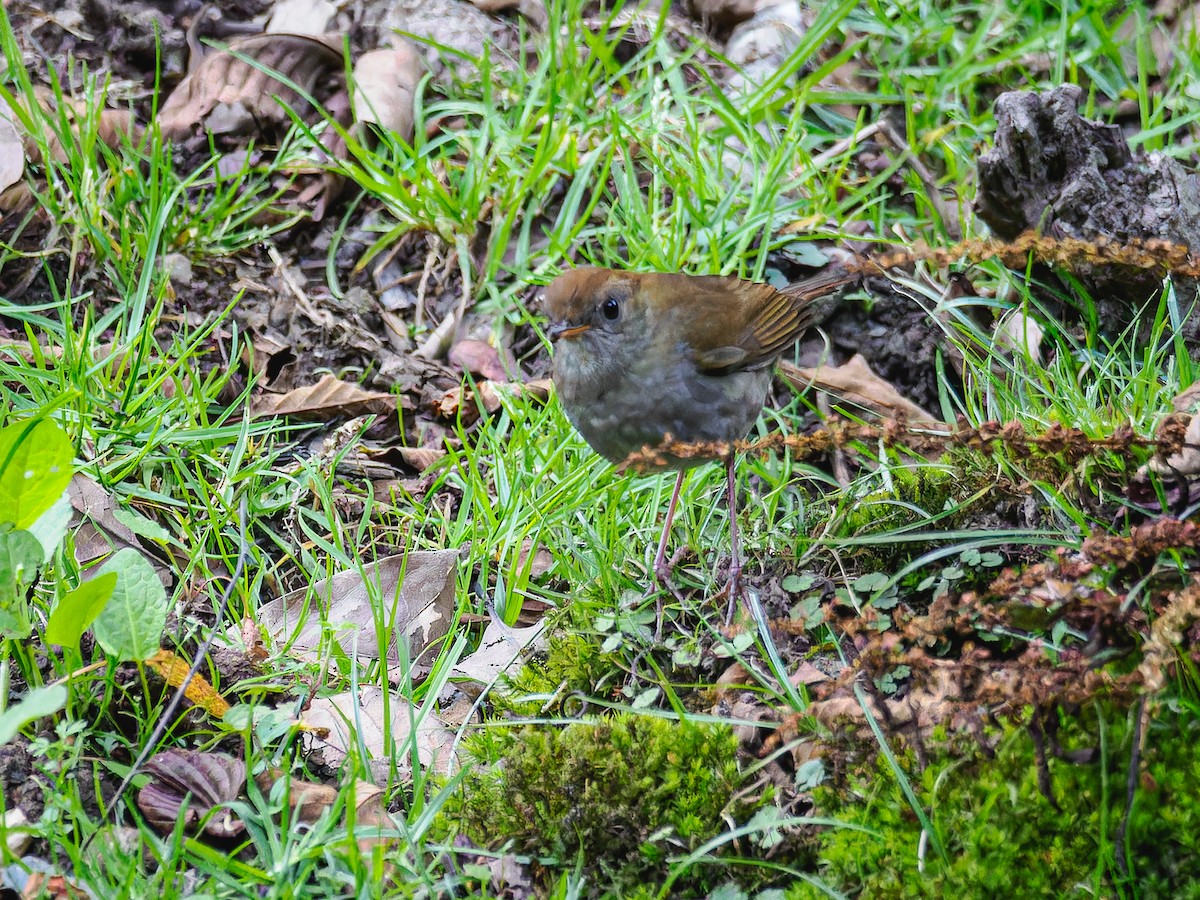 Ruddy-capped Nightingale-Thrush - Deborah Berlyne