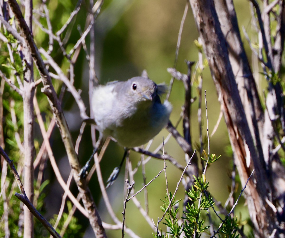 Gray Vireo - Carolyn Thiele