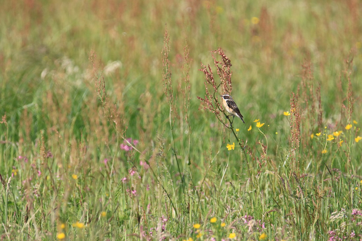 Whinchat - ML618422609