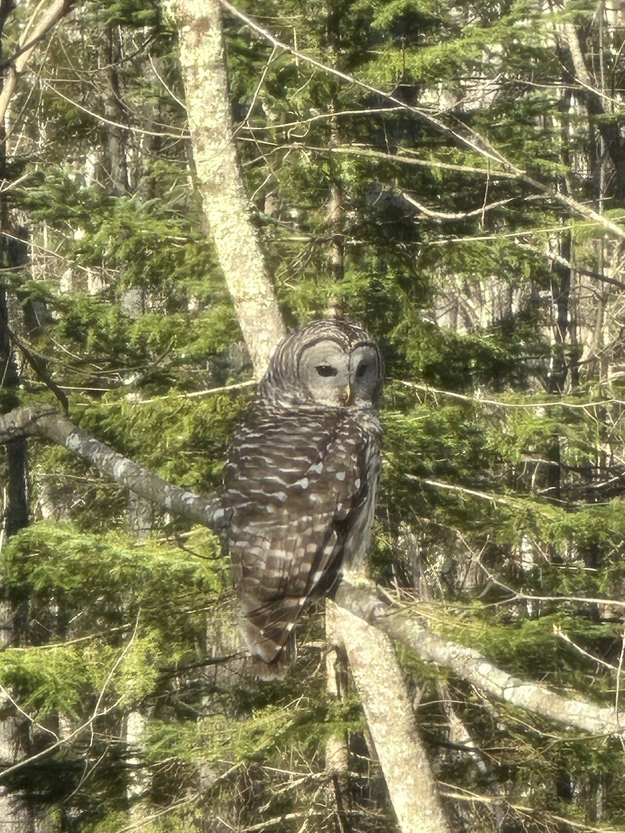 Barred Owl - ML618422644
