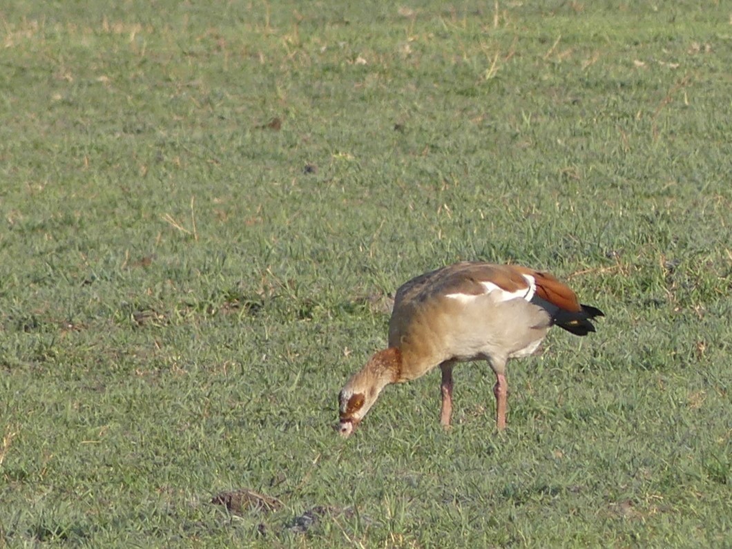 Egyptian Goose - Robin Conway