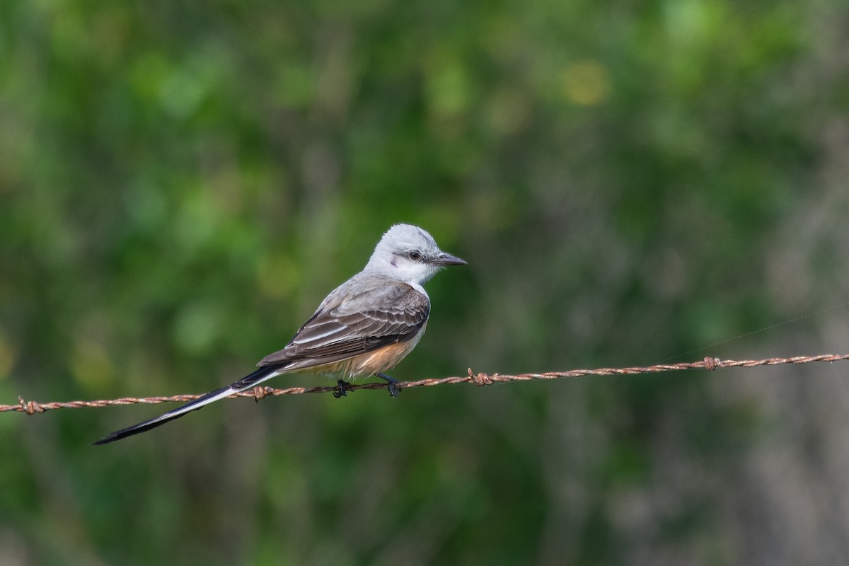 Scissor-tailed Flycatcher - ML618422662