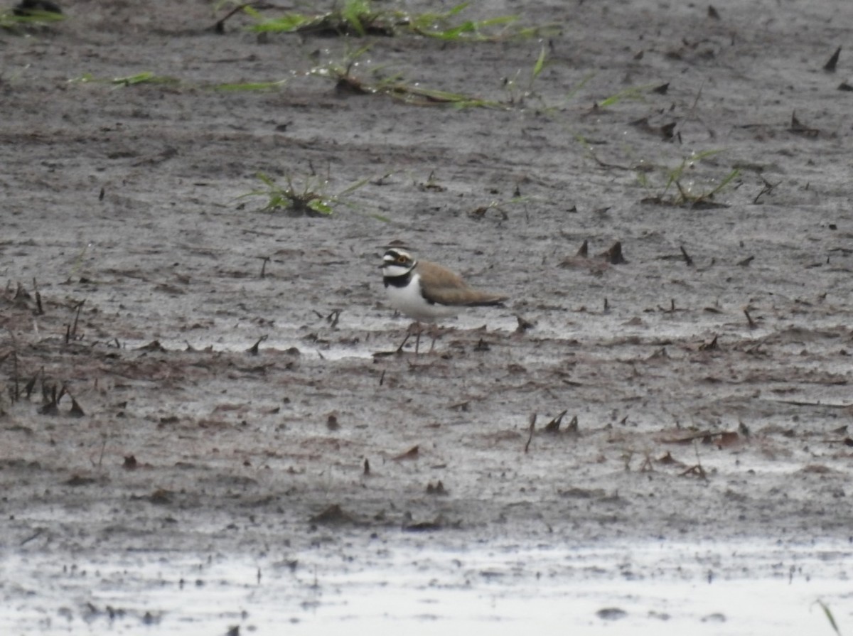 Little Ringed Plover - ML618422664