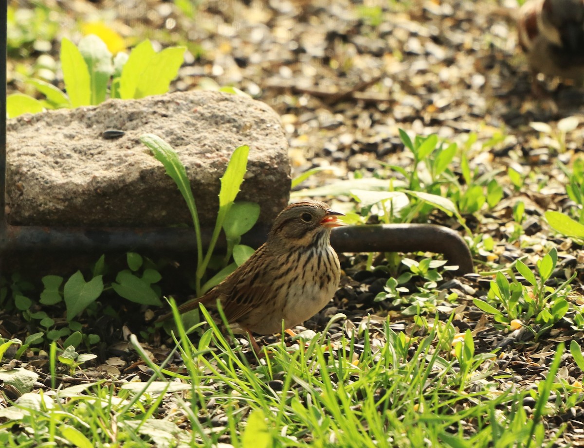 Lincoln's Sparrow - Charlotte Croshaw