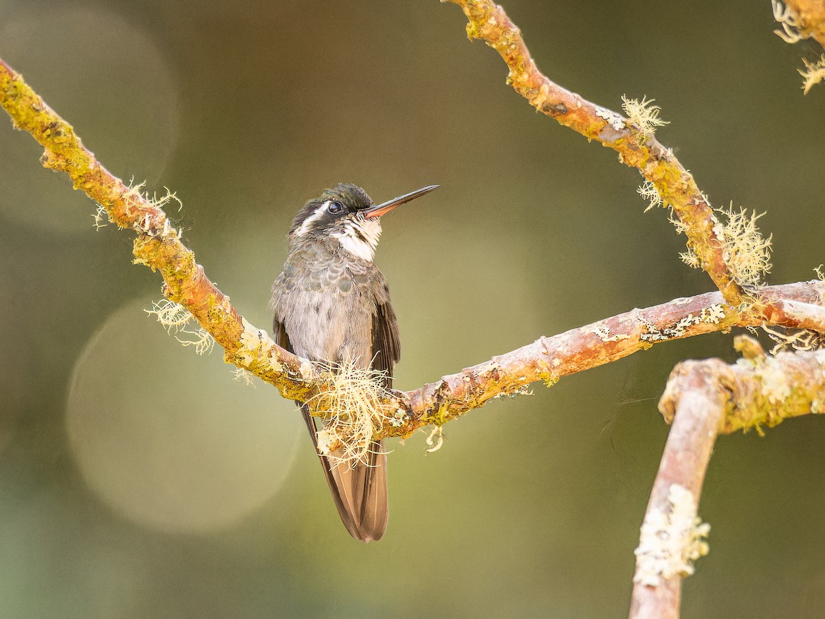 Colibri à ventre châtain - ML618422699