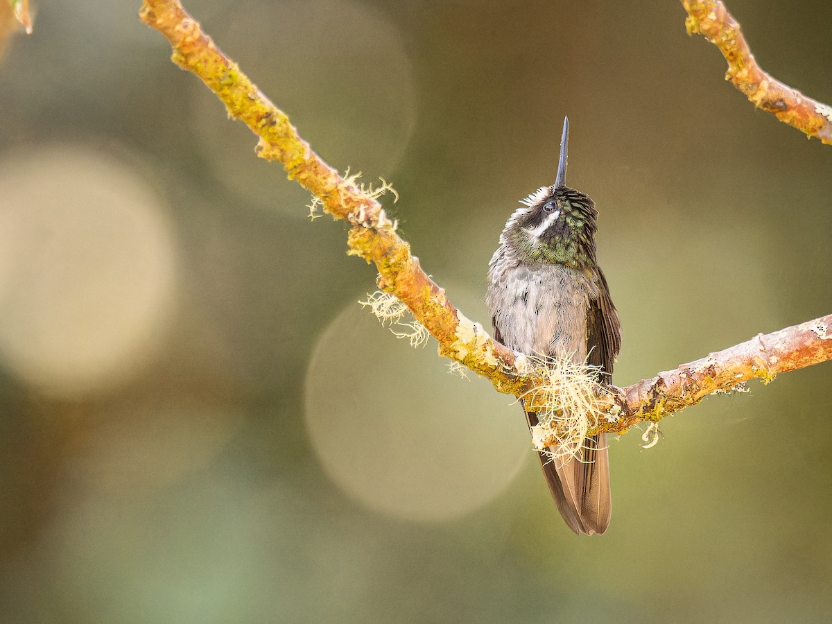 White-throated Mountain-gem - ML618422700