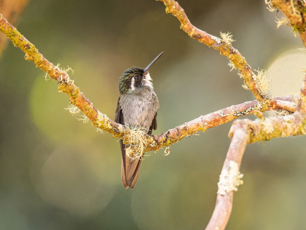 Colibri à ventre châtain - ML618422706