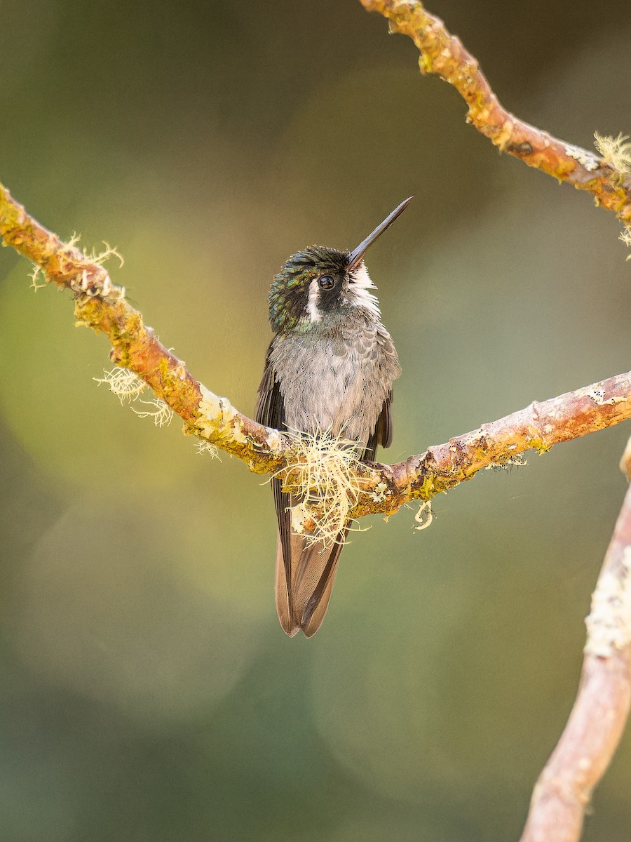 White-throated Mountain-gem - ML618422707