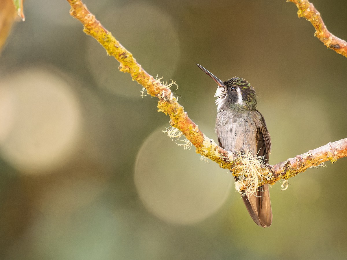 White-throated Mountain-gem - Deborah Berlyne