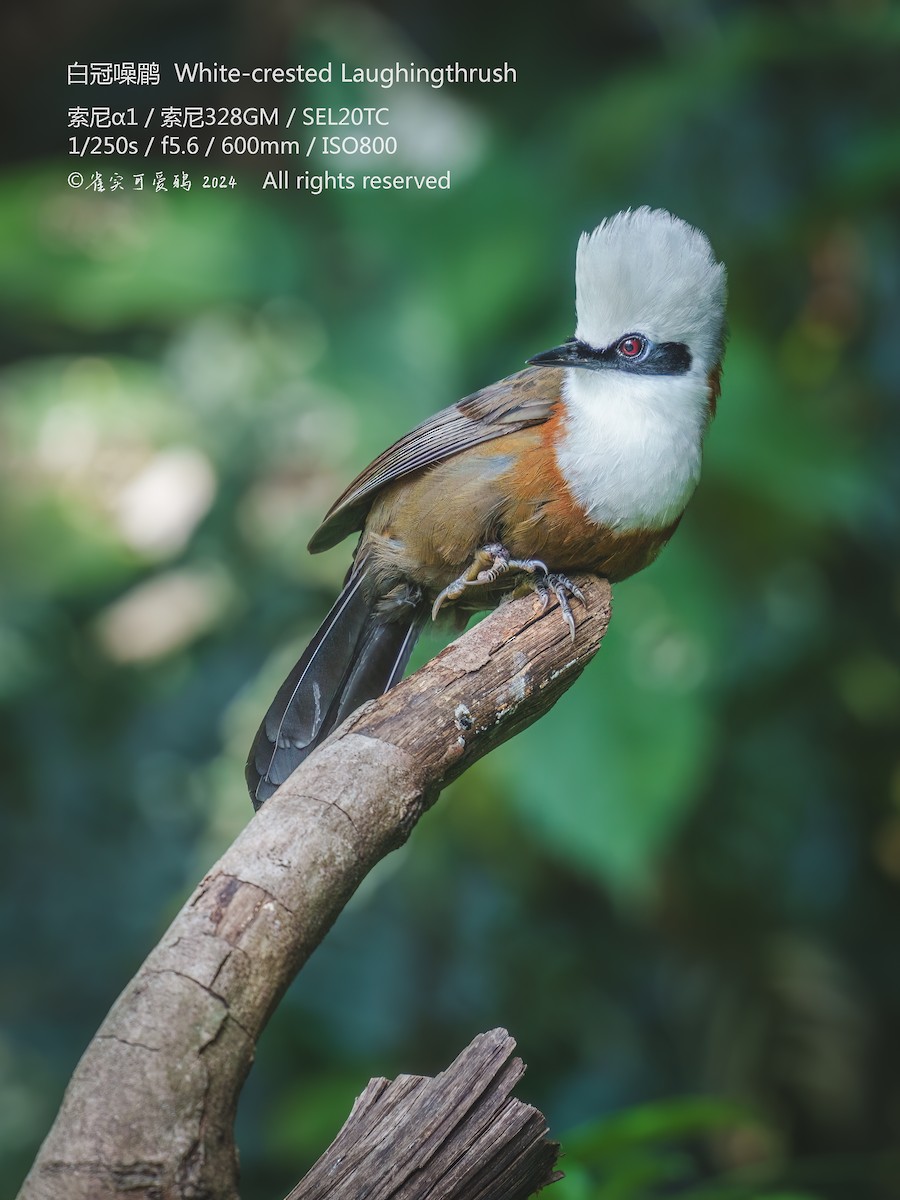 White-crested Laughingthrush - ML618422720