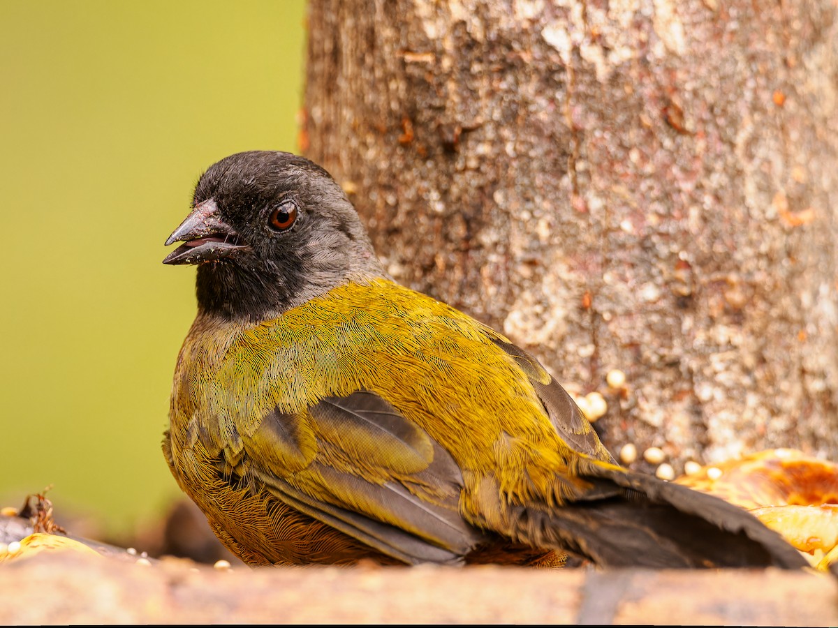 Large-footed Finch - Deborah Berlyne