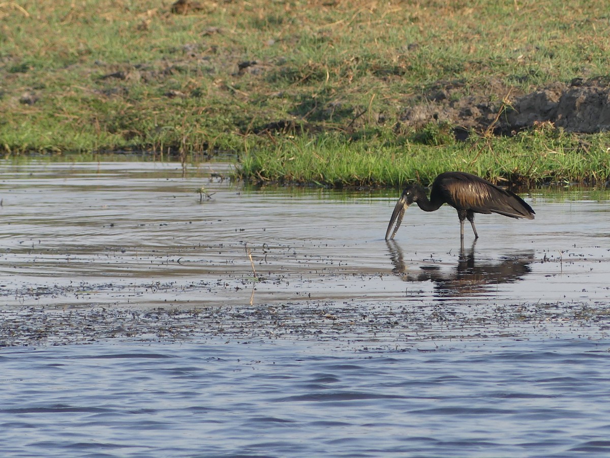 African Openbill - ML618422798