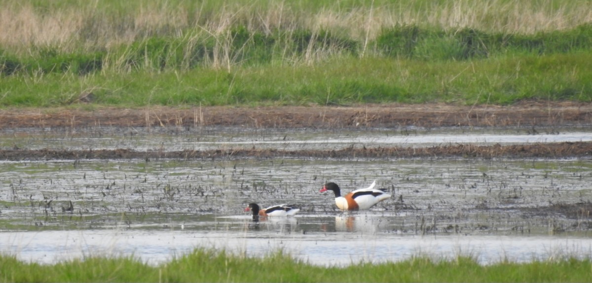 Common Shelduck - ML618422841