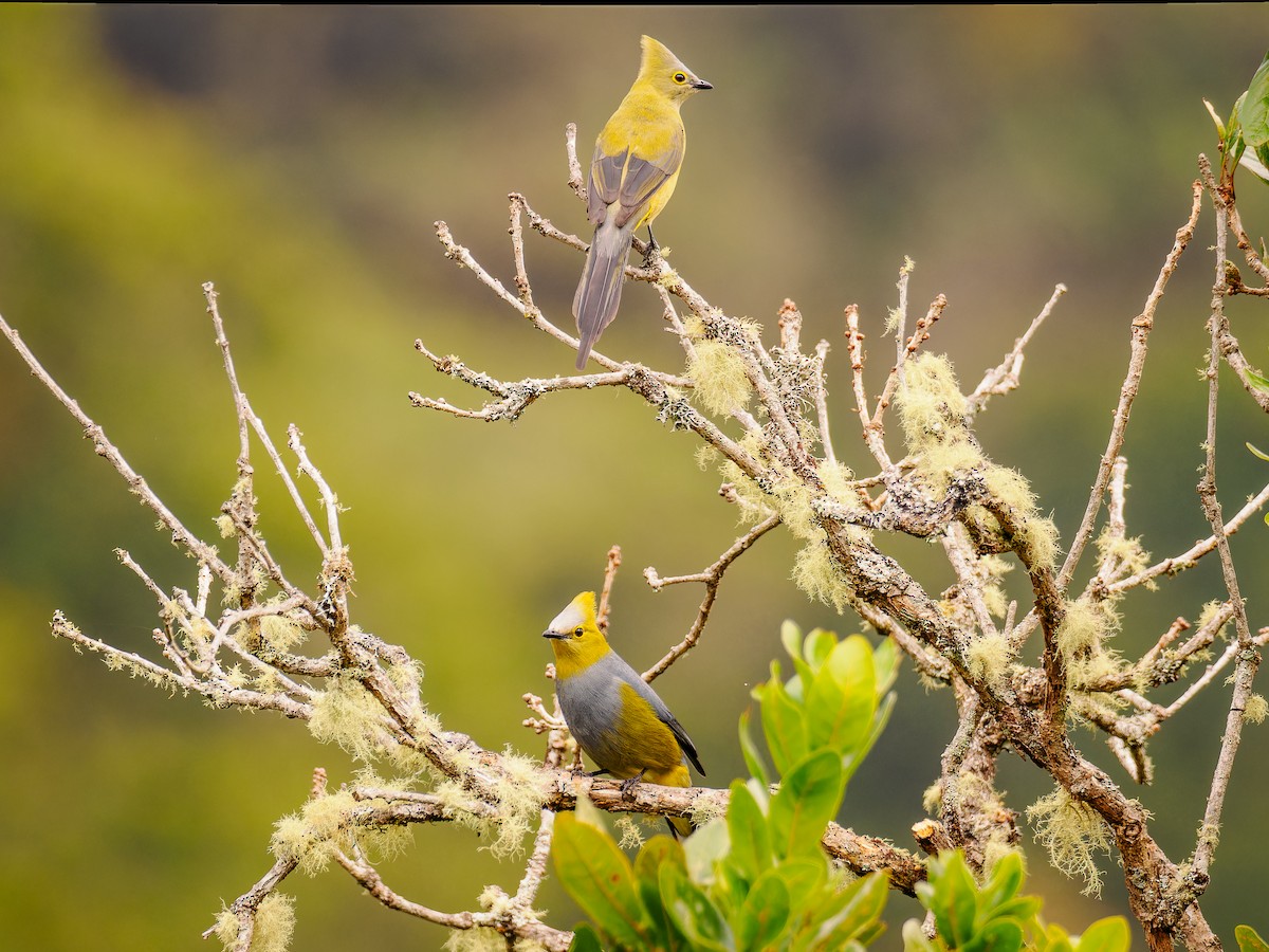 Long-tailed Silky-flycatcher - ML618422856