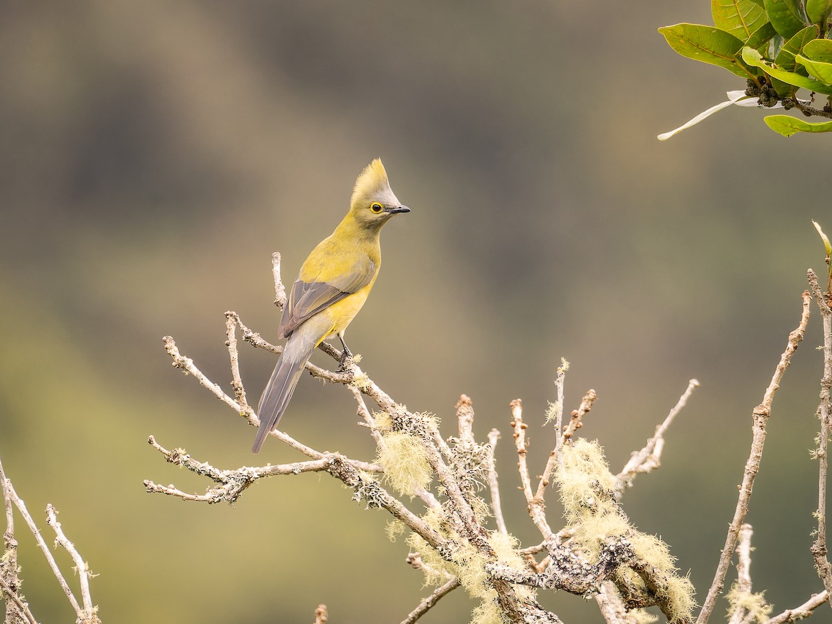 Long-tailed Silky-flycatcher - ML618422877