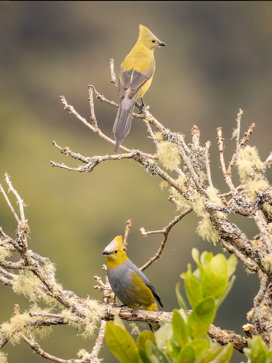 Long-tailed Silky-flycatcher - ML618422880