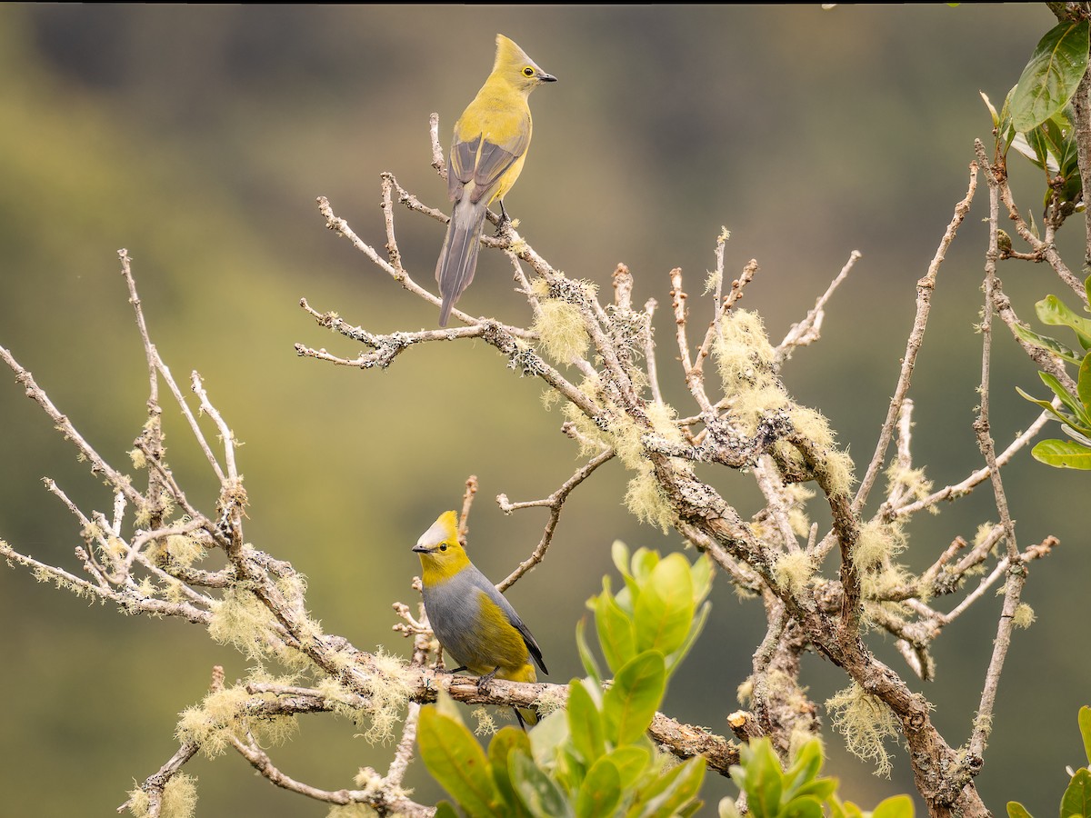 Long-tailed Silky-flycatcher - ML618422881