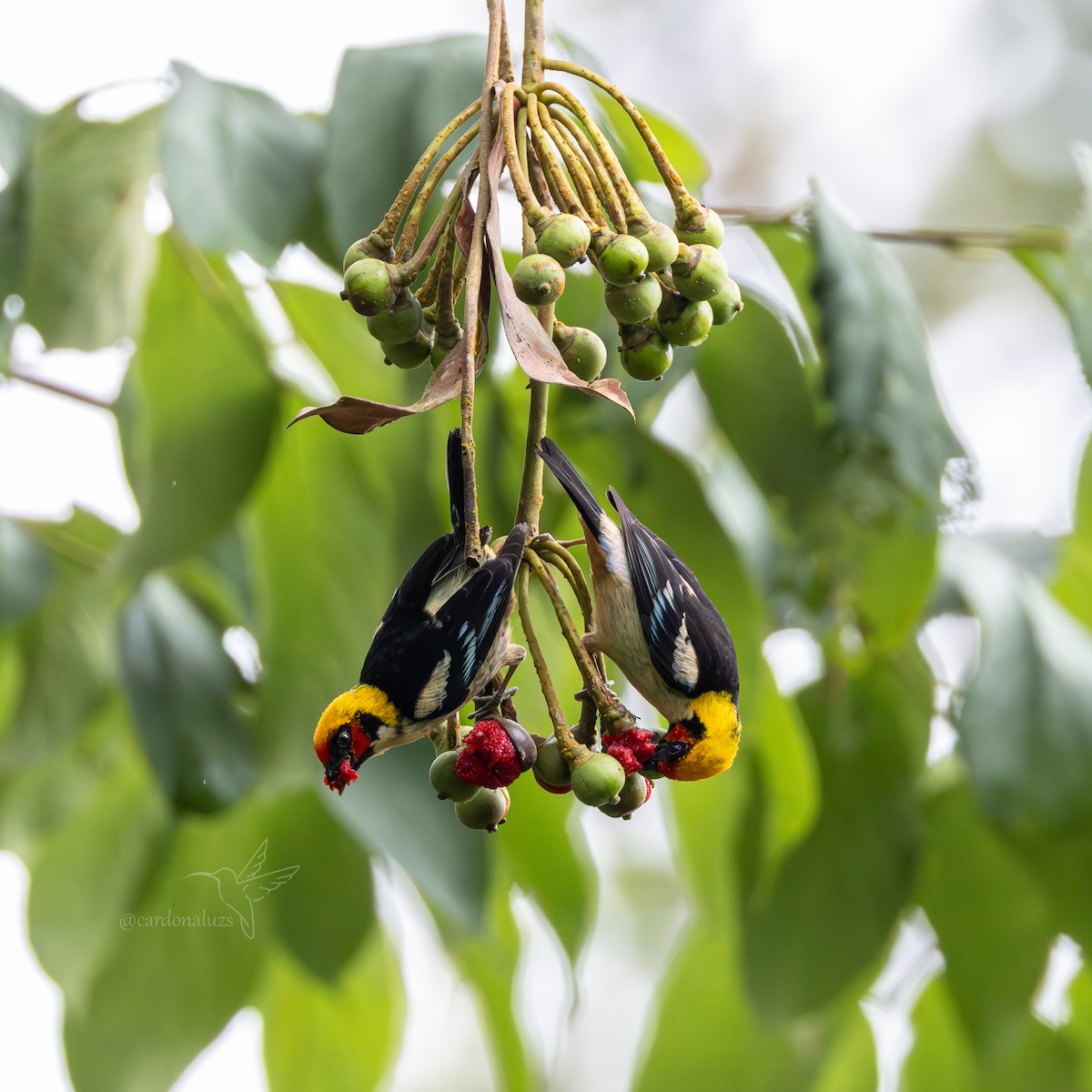 Flame-faced Tanager - ML618422898