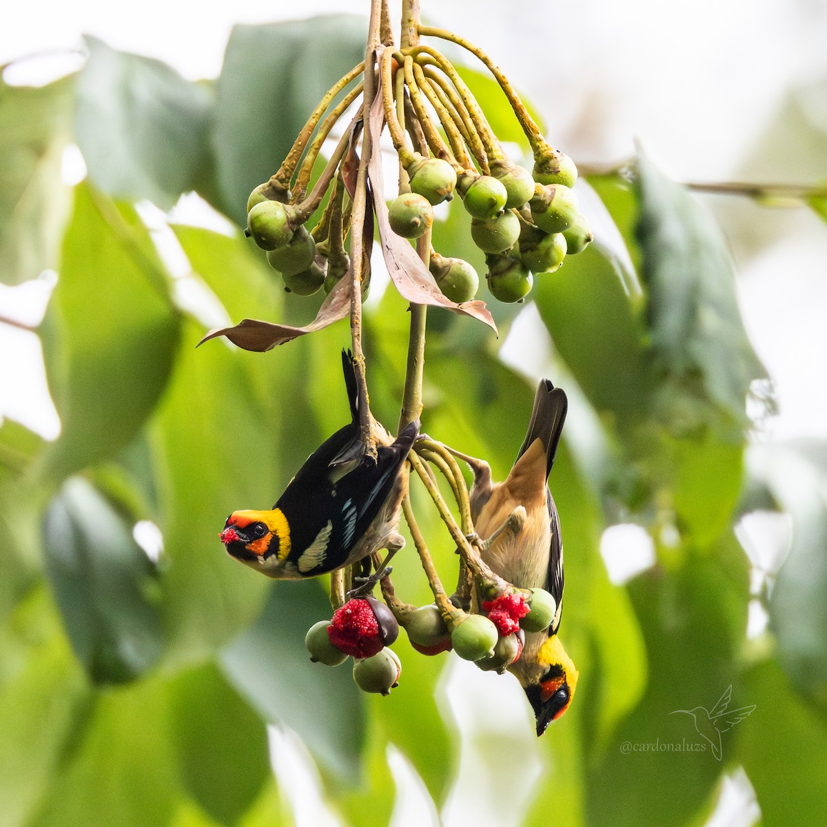 Flame-faced Tanager - Luz S Cardona M