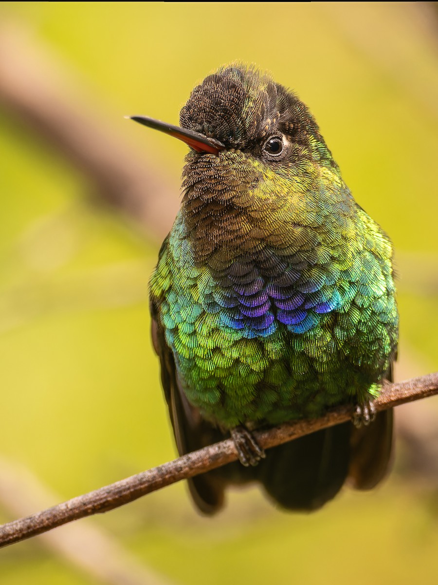 Fiery-throated Hummingbird - Deborah Berlyne