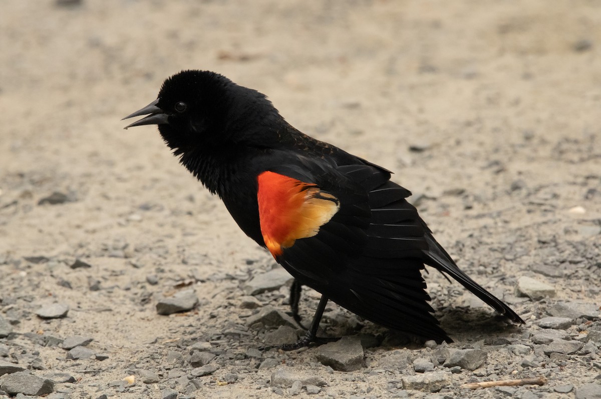 Red-winged Blackbird - Keith Leonard