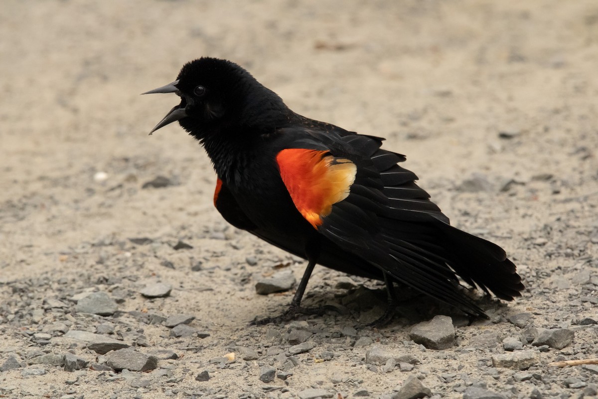 Red-winged Blackbird - Keith Leonard