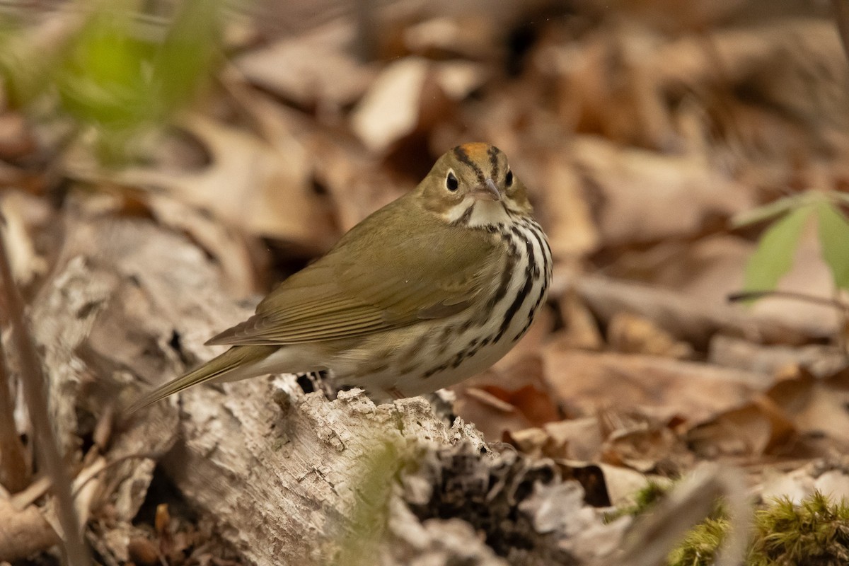 Ovenbird - Keith Leonard